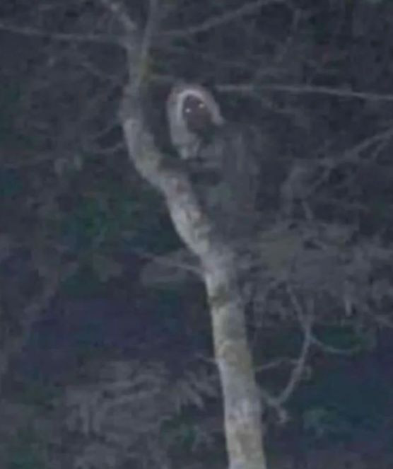 Ülke bu fotoğrafla çalkalanıyor. Bu aluş gibi görünüyor. Her şey mistik - Resim : 2