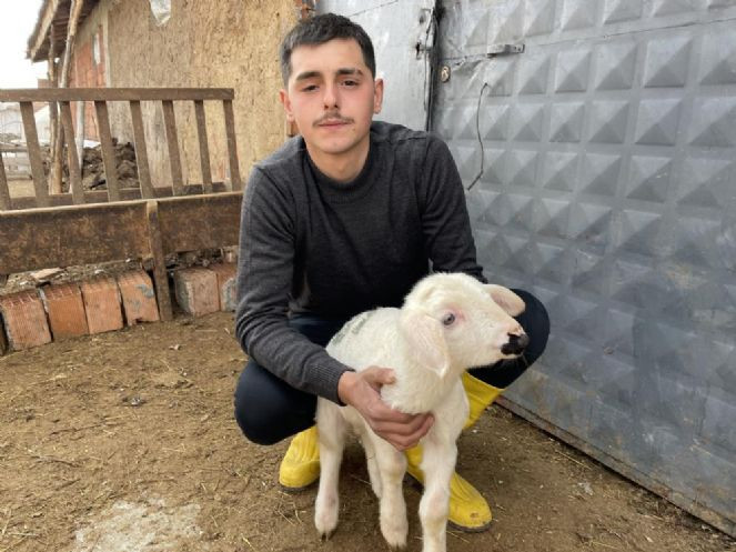 Deprem günü doğan kuzu anne diye meliyor - Resim : 2