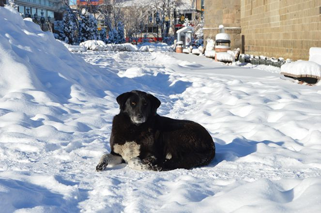 Doğu Anadolu'da 4 ilde kar kalınlığı yarım metreyi buldu - Resim : 1