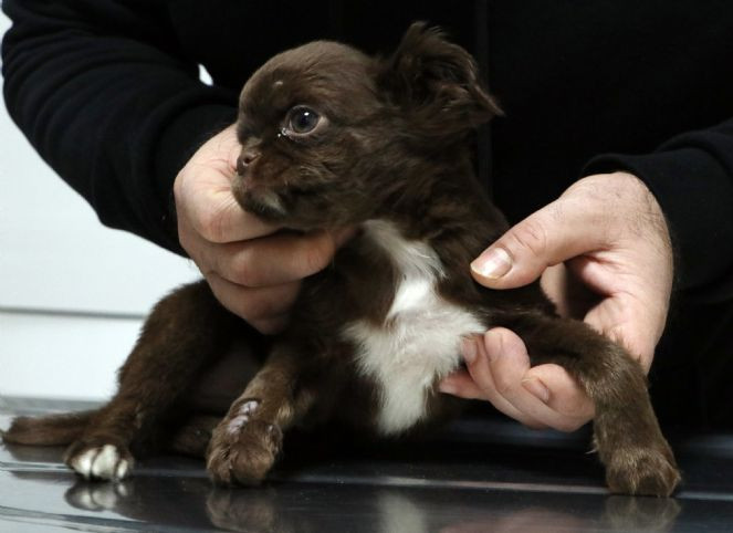 'Kahve'nin yapışık parmakları operasyonla ayrıldı - Resim : 3