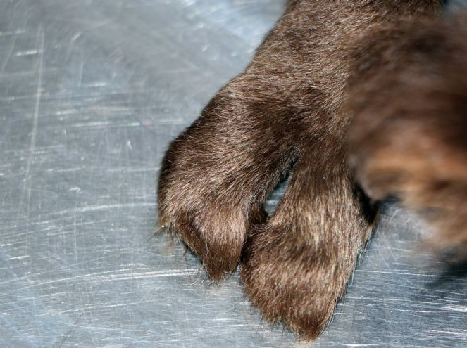 'Kahve'nin yapışık parmakları operasyonla ayrıldı - Resim : 8