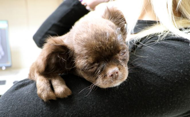 'Kahve'nin yapışık parmakları operasyonla ayrıldı - Resim : 9