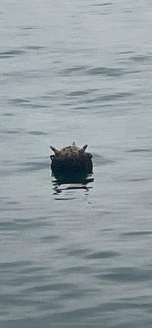 Kastamonu açıklarında tespit edilen mayın imha edildi - Resim : 2