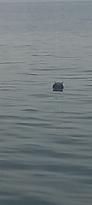 Kastamonu açıklarında tespit edilen mayın imha edildi - Resim : 1