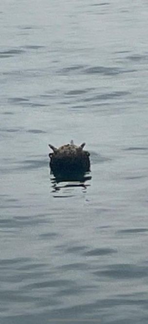 Kastamonu'da balıkçıları korkutan anlar. Sahil güvenlik alarma geçti - Resim : 1