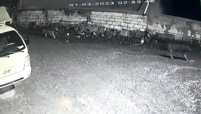 Kurt sürüsü köyü bastı - Resim : 2