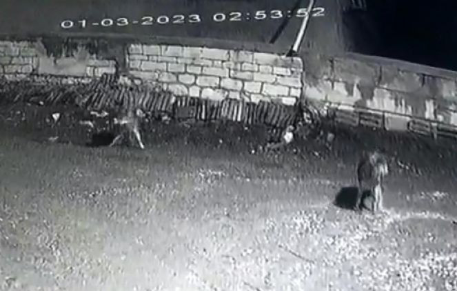 Kurt sürüsü köyü bastı - Resim : 3