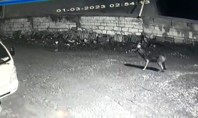 Kurt sürüsü köyü bastı - Resim : 4