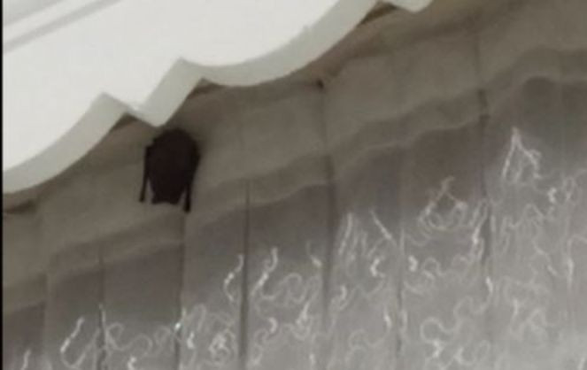 Iğdırlı aile perdenin üzerinde gördü şok üstüne şok yaşadı. Çocukları ağlayınca odaya koştular - Resim : 3