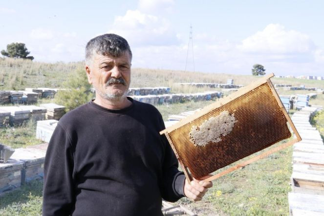 Arıları öldürüp ballarını çaldılar - Resim : 1
