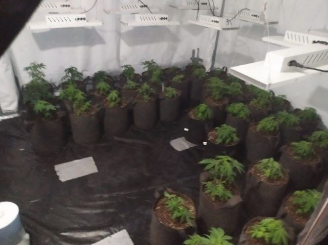 Evini uyuşturucu tarlasına çevirdi (02 Mart 2023) - Resim : 1