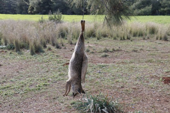 Vicdansızlar tilkiyi vurup ağaca astı - Resim : 1