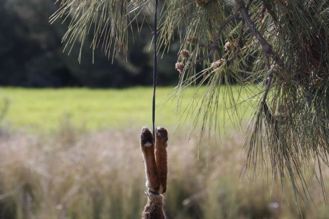 Vicdansızlar tilkiyi vurup ağaca astı - Resim : 2