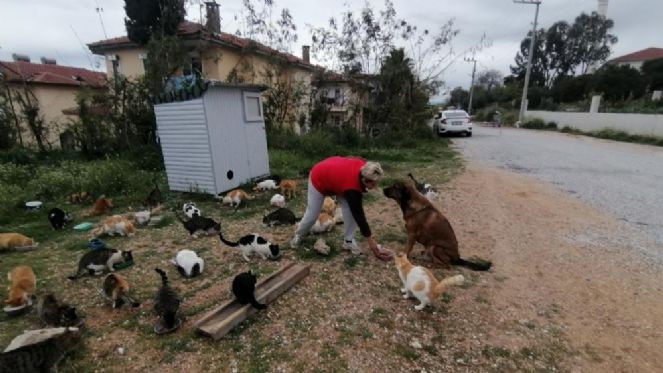 Bu kedilerin bakım parası Almanya'dan - Resim : 1