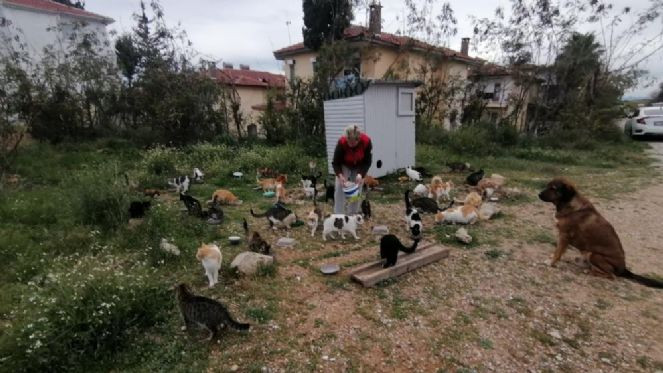 Bu kedilerin bakım parası Almanya'dan - Resim : 2