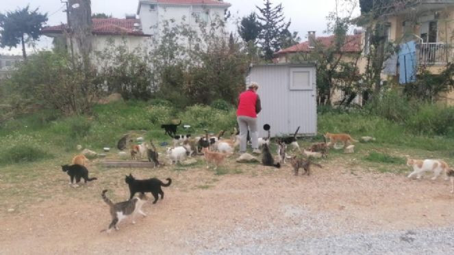 Bu kedilerin bakım parası Almanya'dan - Resim : 3