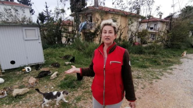 Bu kedilerin bakım parası Almanya'dan - Resim : 4