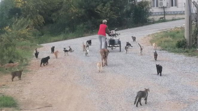 Bu kedilerin bakım parası Almanya'dan - Resim : 5