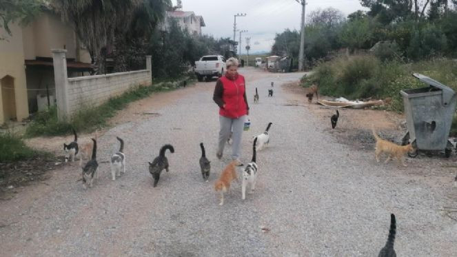 Bu kedilerin bakım parası Almanya'dan - Resim : 7
