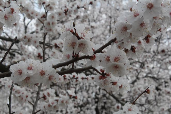 O meyvenin ağaçları çiçek açtı - Resim : 2
