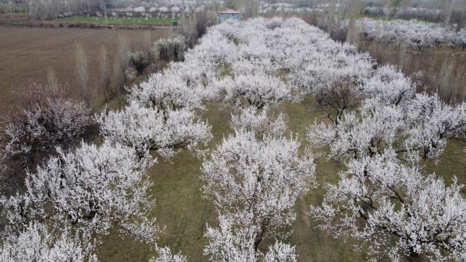 O meyvenin ağaçları çiçek açtı - Resim : 1