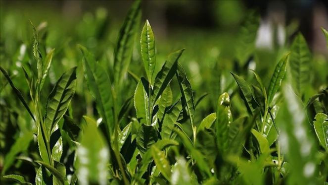 ÇAYKUR 1365 mevsimlik işçi alacak - Resim : 2