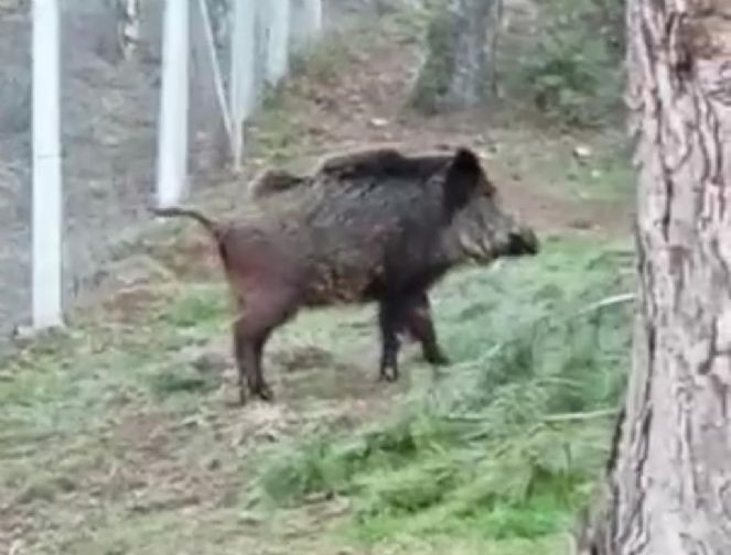 Domuz sürüsü ile köpeklerin nefes kesen karşılaşması - Resim : 2