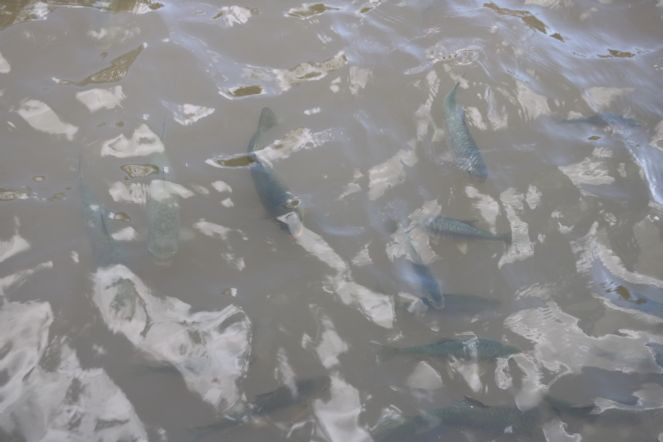 Balıklıgöl'ün balıkları ortaya çıktı - Resim : 3