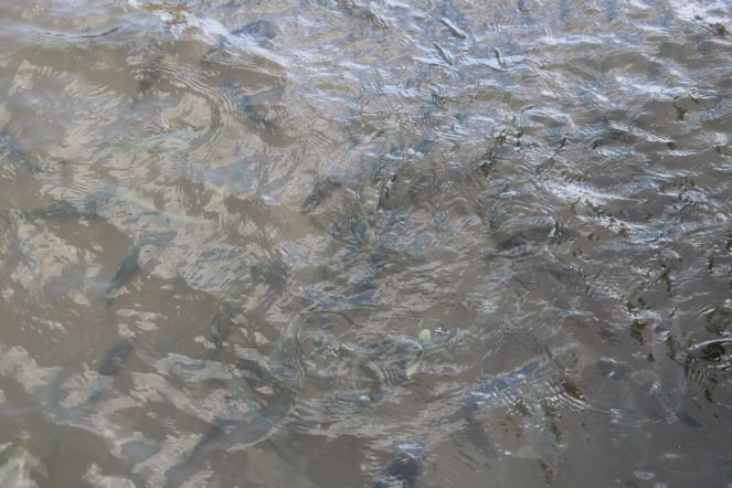 Balıklıgöl'ün balıkları ortaya çıktı - Resim : 4