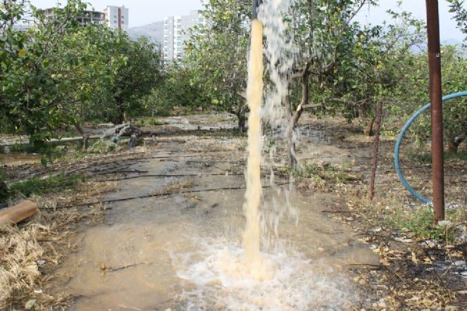 Gözlerine inanamadı. Çiftçi bahçesini sularken fark etti. - Resim : 3