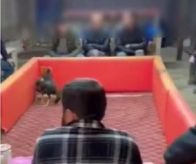 Jandarmadan horoz ringine çevrilen çiftlik evine baskın - Resim : 1