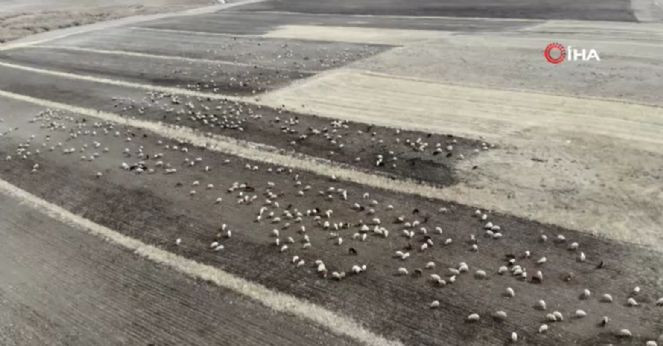 Kars’ta hayvanlar meralara erken çıktı - Resim : 1