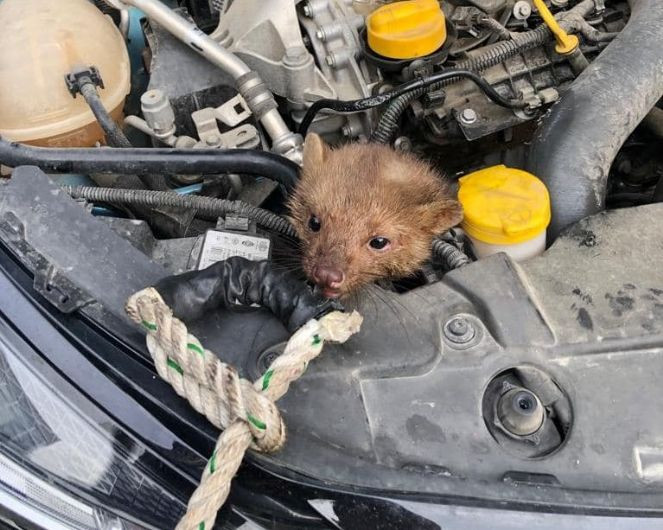 Aracın motoruna sıkışan sansar kurtarıldı - Resim : 1