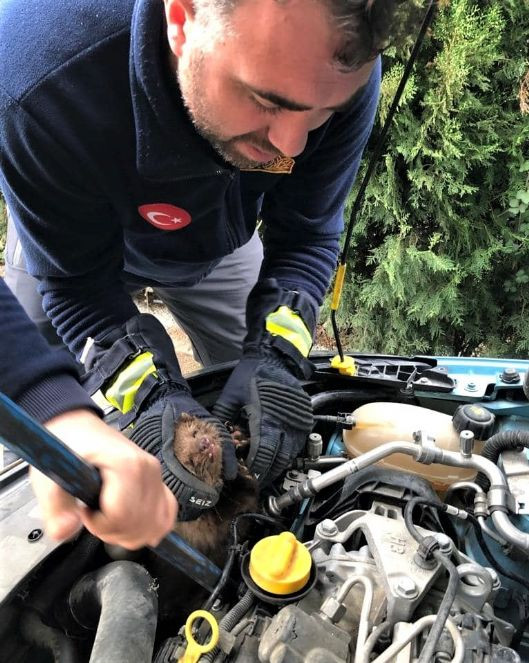 Aracın motoruna sıkışan sansar kurtarıldı - Resim : 2