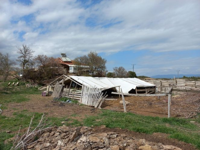 Ahıra giren kurtlar koyunları telef etti - Resim : 1