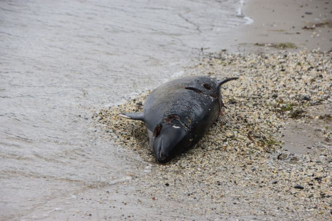 Sinop’ta ölü yunus kıyıya vurdu - Resim : 3