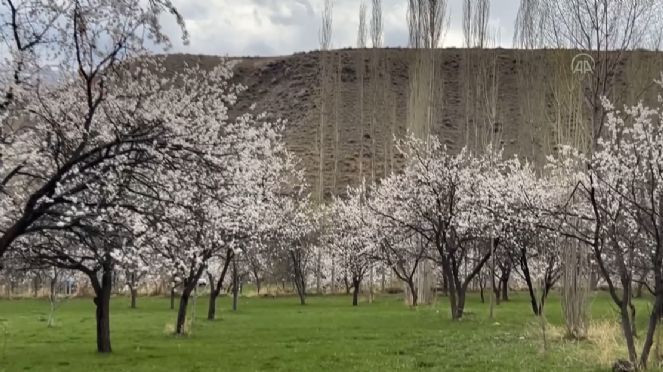 Kars'tan ilk ilkbahar görüntüleri - Resim : 1