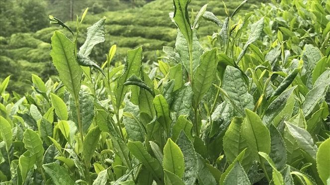 ÇAYKUR'dan üreticilere 379 milyon liralık destekleme ödemesi - Resim : 1