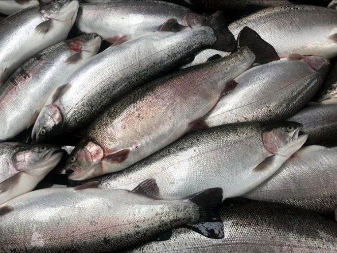 Türk somonu pazar çeşitliliğini artırıyor. 22 ülkeye ihrac ediliyor - Resim : 1