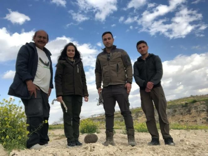 Şanlıurfa'da çukura düşen çöl kirpisi kurtarıldı - Resim : 2