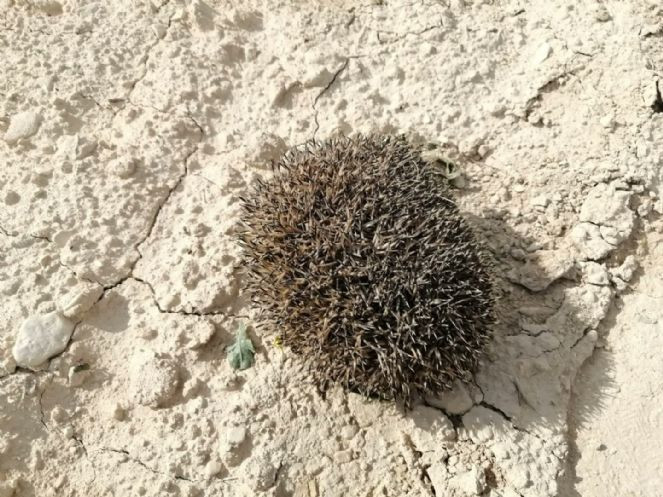 Şanlıurfa'da çukura düşen çöl kirpisi kurtarıldı - Resim : 3