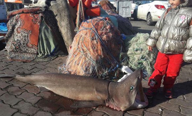 Tekirdağ'da köpek balığı yakalandı