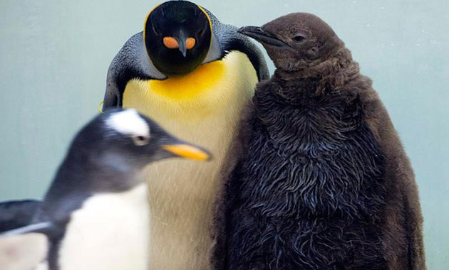 Kral penguenlerin nesli tükeniyor