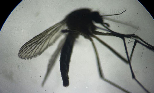 Zika virüsünün yayılmasını kolaylaştıran protein keşfedildi