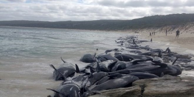 150 balina kıyıya vurdu