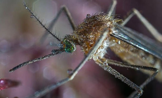 Çin'de dev sivrisinek bulundu