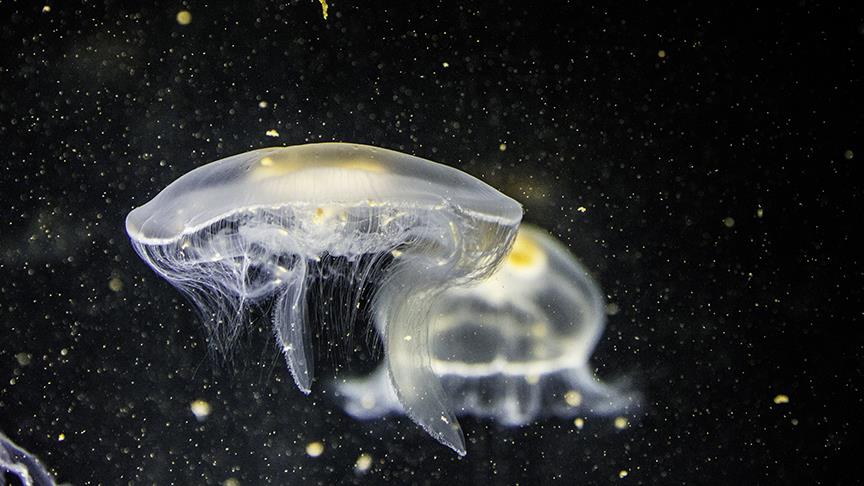 Okyanusta yeni canlı türleri bulundu