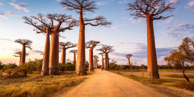 Binlerce yıl yaşayabilen ağaçların ani ölümü şaşırttı