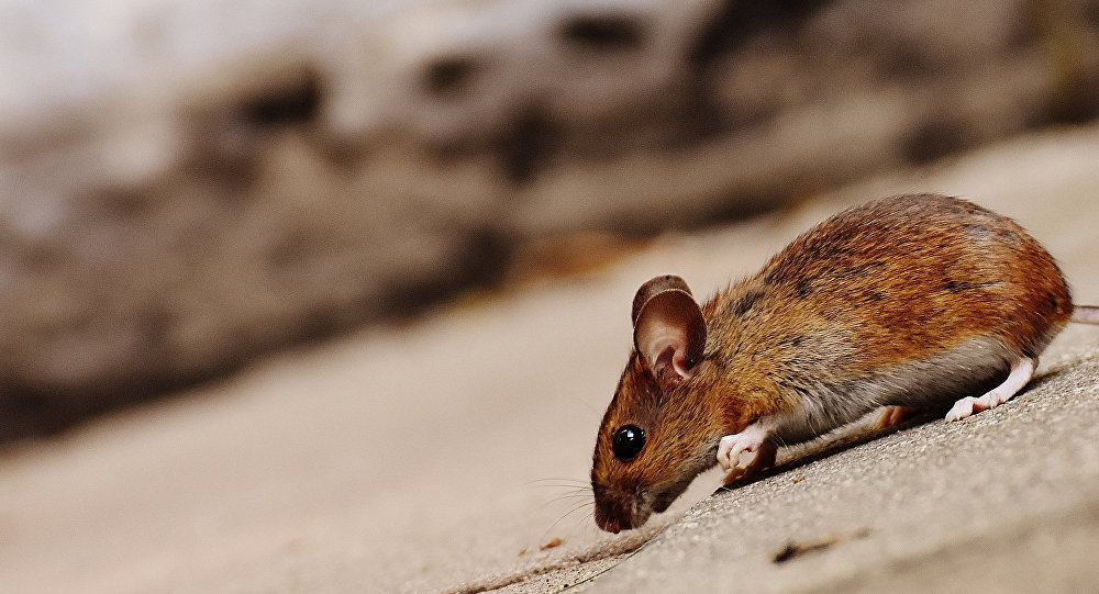 İsveç şehri dev farelerin istilasına uğradı