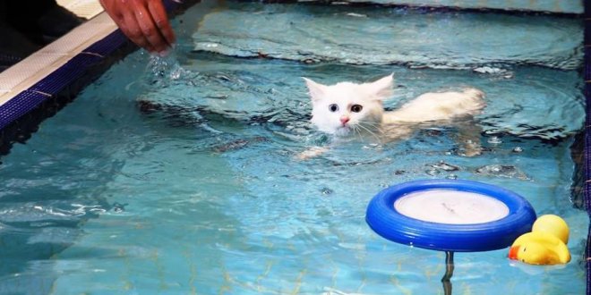 Van kedilerinin havuz keyfi İngiliz basınında